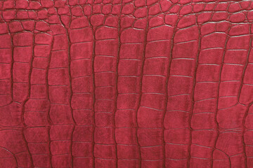 Crocodile bone skin texture background. Red Leather background and texture.