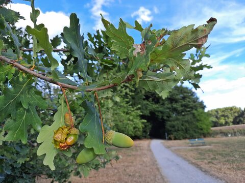 Knopperngalle an Stieleiche (Quercus robur).