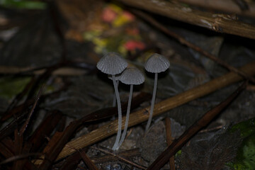 Coprinellus disseminatus is a species of agaric fungus in the Psathyrellaceae family, the mushroom in the photo is growing in the soil.