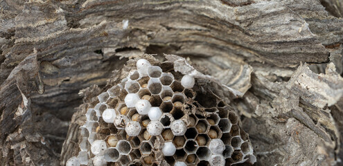 Closeup awe view of wasp nest with worms