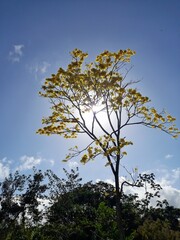 tree in the sky
