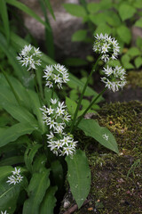 Wild Garlic (Allium ursinum) blooming white flower in a botanical garden, Lithuania