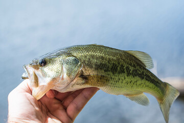 fish in the hand