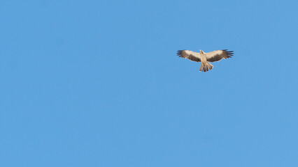 Bird of prey eagle soars in the air, bird against the sky