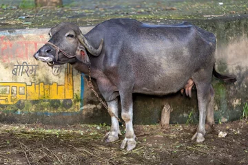 Afwasbaar Fotobehang Buffel Water buffalo in Rajasthan (India)