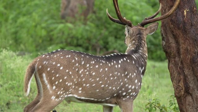 Male chital (Axis axis) also known as spotted deer sparpening atlers agaisnt tree