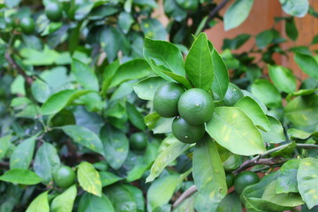 green unripe tangerines on a tree