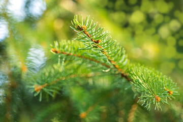 Fototapeta premium Fir tree's branches.