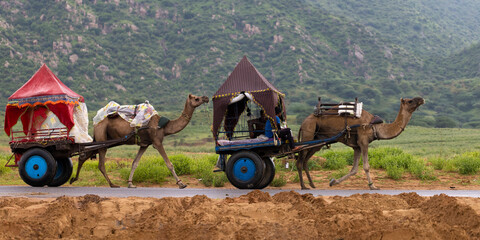 Camel caravan in Pushkar, Rajasthan (India). Nomadic gypsies.