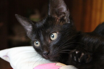 Black cat on pillow close-up