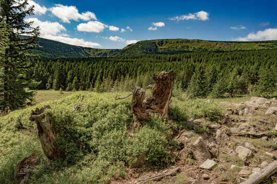 Krowa Bilder Durchsuchen 4,003 Archivfotos, und Videos