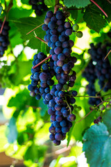 Clusters of ripe ornamental grapes.