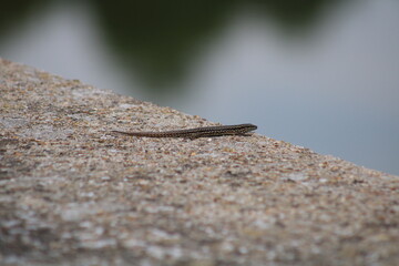 lezard 13