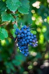 Clusters of ripe grapes in green foliage