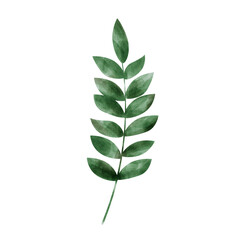 Green leaf watercolor