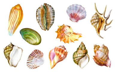 Watercolor illustration set. Shell. Summer sea image.