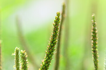 close-up plantain seeds. macro photography weed goose grass. beautiful green natural background with copy space. herbal medicine concept