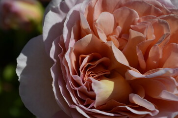 Pink rose close up