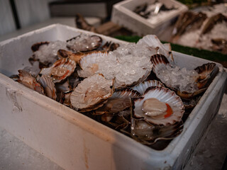 oysters in iced box