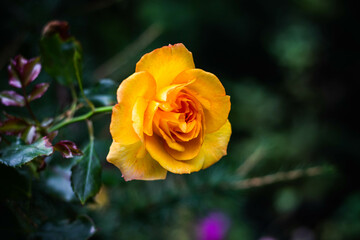 Yellow tea rose on a green background