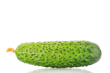 One organic green cucumber, closeup, isolated on white background.