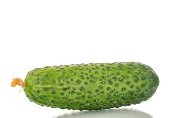 One organic green cucumber, closeup, isolated on white background.