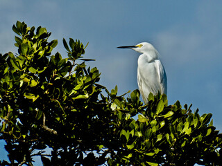 Snowy Egret in Tree