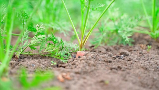 An orange root crop of a carrot growing in the soil peeks out of the soil close-up on a blurred background. Smooth parallax in the vegetable garden