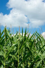 Fototapeta na wymiar tall field corn against blue cloudy sky
