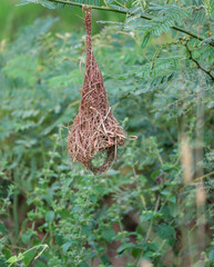 weaver nest on tree