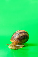 A big garden snail Helix pomatia on a green background, place for text.