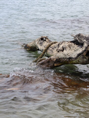 dead tree stump in the river