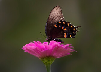 black swallowtail butterfly