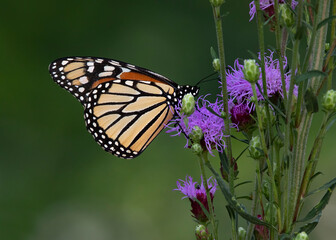 monarch butterfly