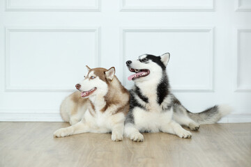 Two Siberian Husky dogs lying on the floor with protruding tongue