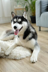 Portrait of a black-eyed, smiling Siberian husky with a protruding tongue lying on the floor