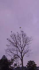 silhouette of tree