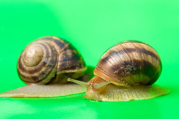 Two Helix pomatia snails crawl across the green screen of the chroma key.
