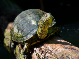 European pond turtle on a sunny summer day