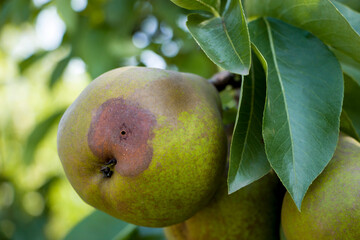 Pear moniliasis. Pears rot on a tree. Fruit rot of pear. Diseases of fruit trees.
