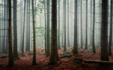 Fototapeten Magic forest in the fog © Myśliński_Photos