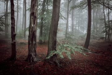 Magic forest in the fog
