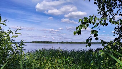 The branches of the birches overhang the water of the lake. There are reflections on the water, reeds near the shore. On the far shore there is a forest. The weather is sunny, the sky is blue