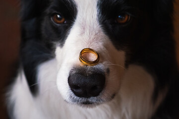 Will you marry me. Funny portrait of cute puppy dog border collie holding two golden wedding rings on nose, close up. Engagement, marriage, proposal concept