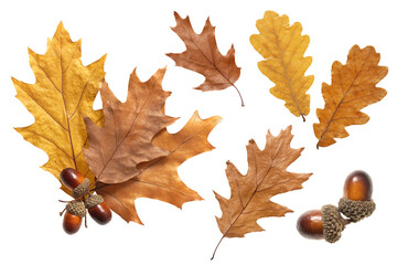 oak leaves and acorns isolate on a white background, dry yellowed leaves and fruits of a marsh oak,...