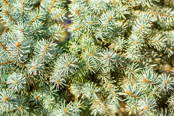 Fir branches close-up. Coniferous trees in the forest. Winter Christmas background. Christmas background, beautiful nature