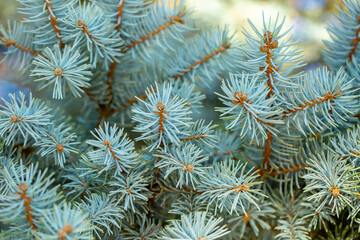 Naklejka na ściany i meble Fir branches close-up. Coniferous trees in the forest. Winter Christmas background. Christmas background, beautiful nature