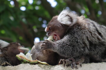 Little monkey native to areas of Atlantic Forest seen over a wall near Maceio, Alagoas, Brazil. Also known as Mico Estrela.