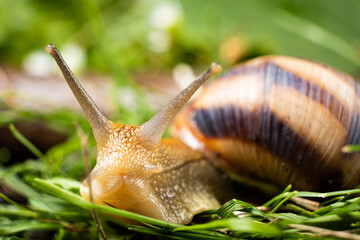 Inquisitive garden snail Helix pomatia crawls in the grass and looks into the camera.