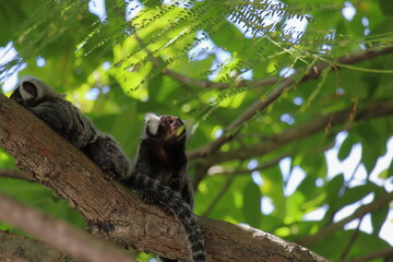 Little monkey native to areas of Atlantic Forest seen over a wall near Maceio, Alagoas, Brazil. Also known as Mico Estrela.